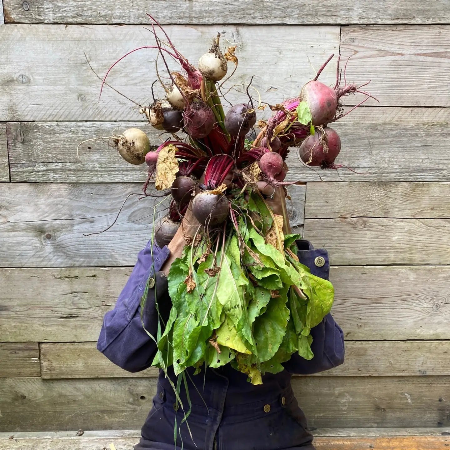 Beetroot riso greetings card