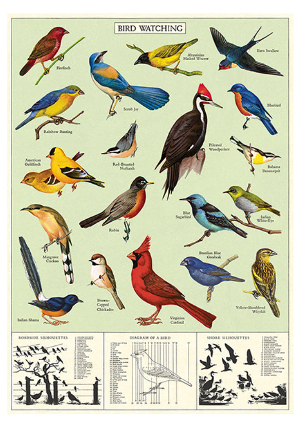 Study of birds poster