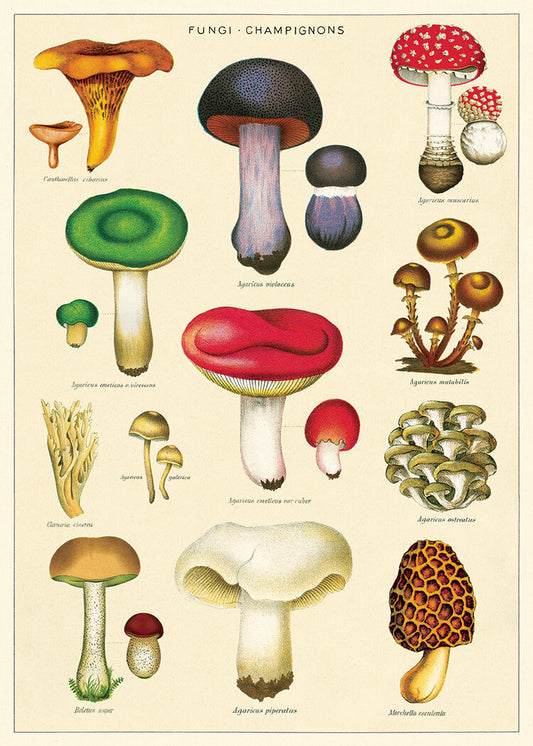 Fungi mushrooms poster