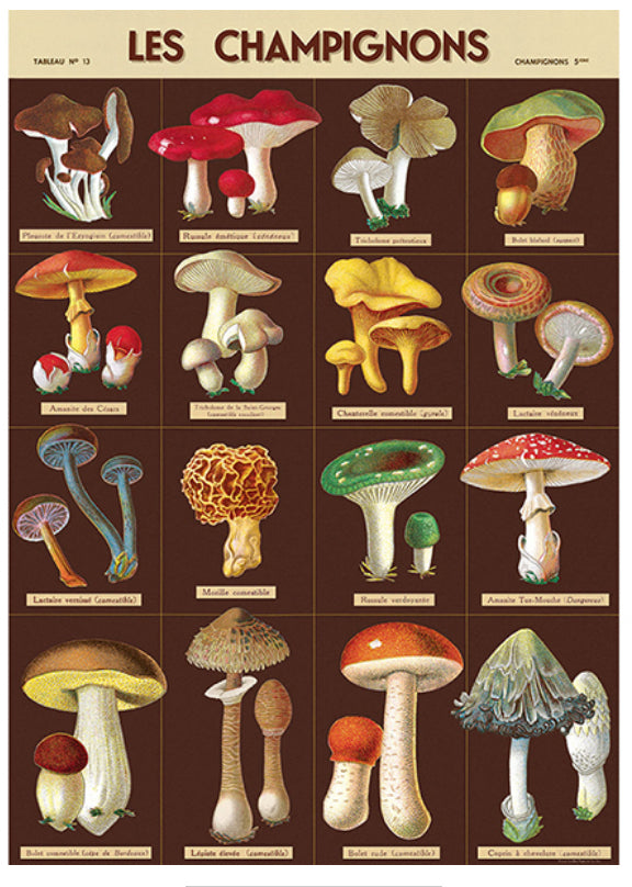 Les champignons poster