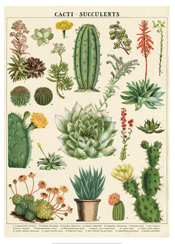 Cactus and succulents poster