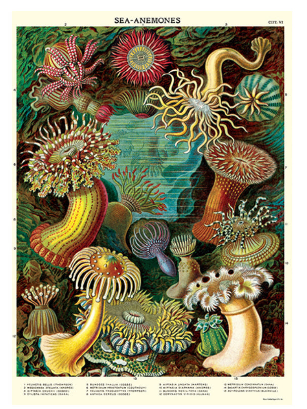 Sea anemones poster