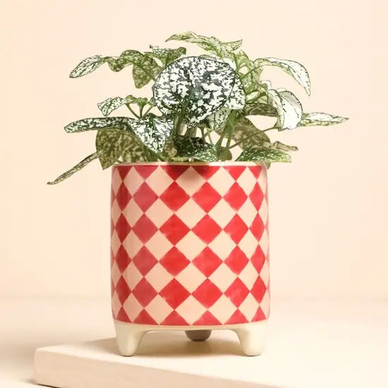 Pink and red checked plant pot