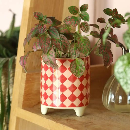 Pink and red checked plant pot