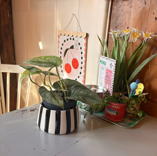 Black and white stripy planter