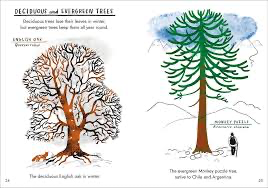 Hello Trees: Little Guides to Nature
