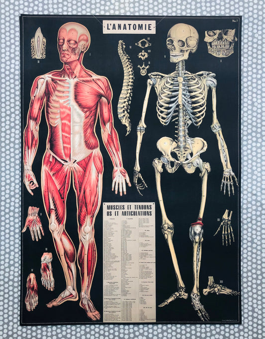 L’anatomie poster