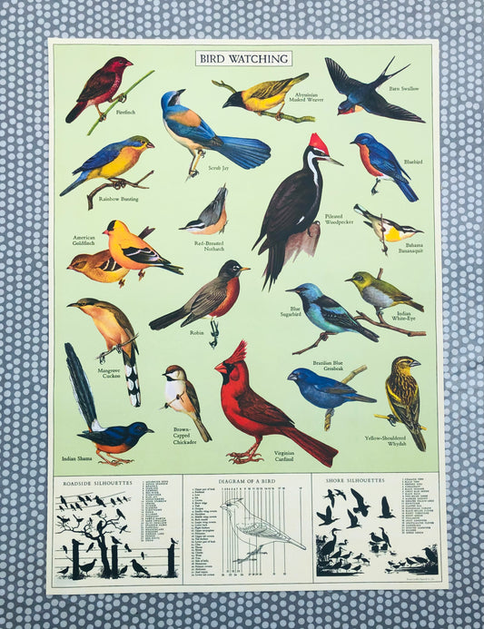 Study of birds poster