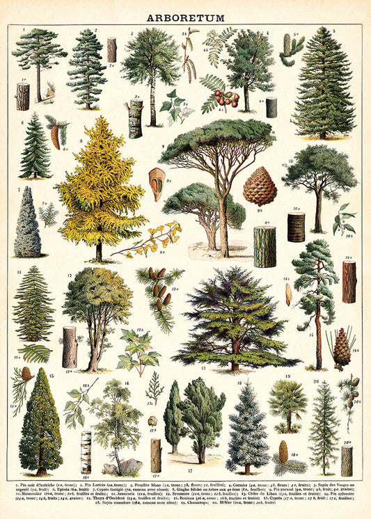 Trees POSTER