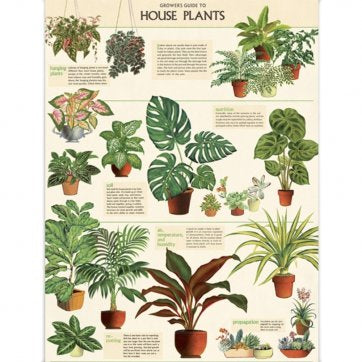 House plant POSTER